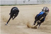 chrti_dostihy_Summe_Prix_Czech_Greyhound_Racing_Federation_r2_DSC08062.JPG