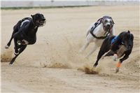 chrti_dostihy_Summe_Prix_Czech_Greyhound_Racing_Federation_r2_DSC08063.JPG