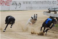 chrti_dostihy_Summe_Prix_Czech_Greyhound_Racing_Federation_r2_DSC08064.JPG