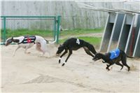 chrti_dostihy_Summe_Prix_Czech_Greyhound_Racing_Federation_r2_NQ1M4836.JPG