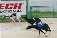 chrti_dostihy_Summe_Prix_Czech_Greyhound_Racing_Federation_r2_NQ1M4839.JPG