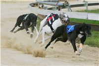 chrti_dostihy_Summe_Prix_Czech_Greyhound_Racing_Federation_r2_NQ1M4856.JPG