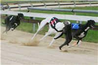 chrti_dostihy_Summe_Prix_Czech_Greyhound_Racing_Federation_r2_NQ1M4858.JPG