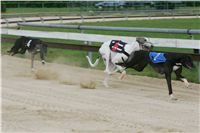 chrti_dostihy_Summe_Prix_Czech_Greyhound_Racing_Federation_r2_NQ1M4859.JPG