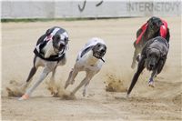 chrti_dostihy_Summe_Prix_Czech_Greyhound_Racing_Federation_r3_DSC08087.JPG