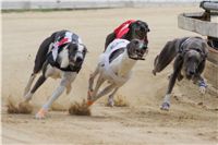 chrti_dostihy_Summe_Prix_Czech_Greyhound_Racing_Federation_r3_DSC08089.JPG