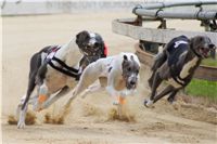 chrti_dostihy_Summe_Prix_Czech_Greyhound_Racing_Federation_r3_DSC08090.JPG