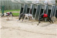 chrti_dostihy_Summe_Prix_Czech_Greyhound_Racing_Federation_r3_NQ1M4939.JPG