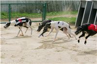 chrti_dostihy_Summe_Prix_Czech_Greyhound_Racing_Federation_r3_NQ1M4941.JPG