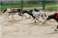 chrti_dostihy_Summe_Prix_Czech_Greyhound_Racing_Federation_r3_NQ1M4942.JPG