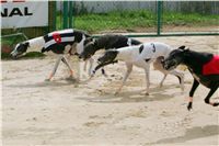 chrti_dostihy_Summe_Prix_Czech_Greyhound_Racing_Federation_r3_NQ1M4943.JPG