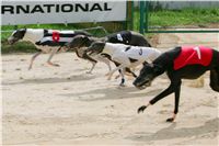 chrti_dostihy_Summe_Prix_Czech_Greyhound_Racing_Federation_r3_NQ1M4944.JPG