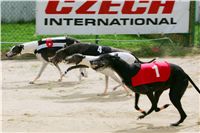 chrti_dostihy_Summe_Prix_Czech_Greyhound_Racing_Federation_r3_NQ1M4945.JPG