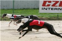 chrti_dostihy_Summe_Prix_Czech_Greyhound_Racing_Federation_r3_NQ1M4946.JPG