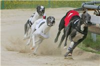 chrti_dostihy_Summe_Prix_Czech_Greyhound_Racing_Federation_r3_NQ1M4961.JPG