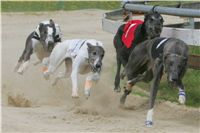 chrti_dostihy_Summe_Prix_Czech_Greyhound_Racing_Federation_r3_NQ1M4962.JPG