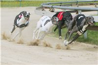 chrti_dostihy_Summe_Prix_Czech_Greyhound_Racing_Federation_r3_NQ1M4963.JPG