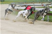 chrti_dostihy_Summe_Prix_Czech_Greyhound_Racing_Federation_r3_NQ1M4964.JPG