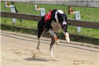 chrti_dostihy_Summe_Prix_Czech_Greyhound_Racing_Federation_t1_DSC08128.JPG