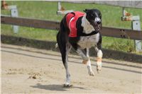 chrti_dostihy_Summe_Prix_Czech_Greyhound_Racing_Federation_t1_DSC08130.JPG