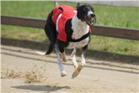 chrti_dostihy_Summe_Prix_Czech_Greyhound_Racing_Federation_t1_DSC08132.JPG