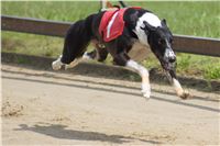 chrti_dostihy_Summe_Prix_Czech_Greyhound_Racing_Federation_t1_DSC08133.JPG