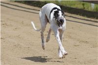 chrti_dostihy_Summe_Prix_Czech_Greyhound_Racing_Federation_t2_DSC08141.JPG