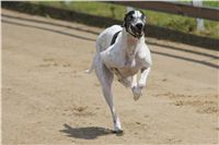 chrti_dostihy_Summe_Prix_Czech_Greyhound_Racing_Federation_t2_DSC08142.JPG