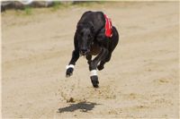 chrti_dostihy_Summe_Prix_Czech_Greyhound_Racing_Federation_t3_DSC08164.JPG