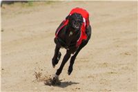 chrti_dostihy_Summe_Prix_Czech_Greyhound_Racing_Federation_t3_DSC08165.JPG