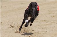 chrti_dostihy_Summe_Prix_Czech_Greyhound_Racing_Federation_t3_DSC08166.JPG