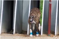 chrti_dostihy_Summe_Prix_Czech_Greyhound_Racing_Federation_t4_DSC08171.JPG