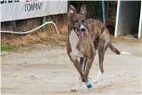 chrti_dostihy_Summe_Prix_Czech_Greyhound_Racing_Federation_t4_DSC08178.JPG