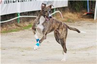 chrti_dostihy_Summe_Prix_Czech_Greyhound_Racing_Federation_t4_DSC08179.JPG