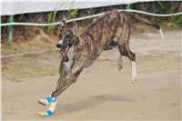 chrti_dostihy_Summe_Prix_Czech_Greyhound_Racing_Federation_t4_DSC08183.JPG