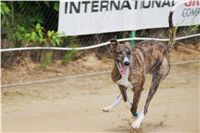 chrti_dostihy_Summe_Prix_Czech_Greyhound_Racing_Federation_t4_DSC08184.JPG