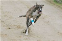 chrti_dostihy_Summe_Prix_Czech_Greyhound_Racing_Federation_t4_NQ1M5166.JPG