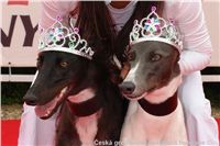 Greyhound_princess_Chanel_Dior_Czech_Greyhound_Racing_Federation_DSC05209.JPG