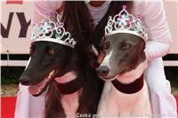 Greyhound_princess_Chanel_Dior_Czech_Greyhound_Racing_Federation_DSC05209.jpg