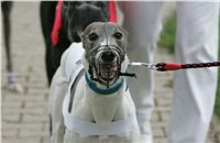 sportovni_modelka_Chanelka_po_zavodu_Czech_Greyhound_Racing_NQ1M4988-v.jpg