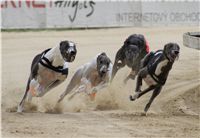 sportovni_modelka_Chanelka_v_zavodu_Czech_Greyhound-Racing_Federation_DSC08088_v.jpg