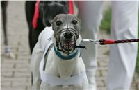 sportovni_modelka_Chanelka_po_zavodu_Czech_Greyhound_Racing_NQ1M4988-v.JPG