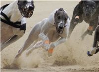 sportovni_modelka_Chanelka_v_zavodu_Czech_Greyhound Racing_Federation_DSC08088-U.JPG