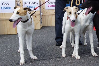 Puppy_Big_Daddy_Cool_Czech_Greyhound_Racing_Federation_DSC07930.jpg