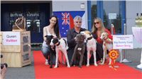 Puppy_Big_Daddy_Cool_Czech_Greyhound_Racing_Federation_DSC07905.JPG