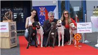 Puppy_Big_Daddy_Cool_Czech_Greyhound_Racing_Federation_DSC07906.JPG