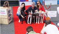 Puppy_Big_Daddy_Cool_Czech_Greyhound_Racing_Federation_DSC07907.JPG