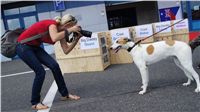 Puppy_Big_Daddy_Cool_Czech_Greyhound_Racing_Federation_DSC07932.JPG