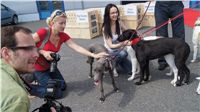 Puppy_Big_Daddy_Cool_Czech_Greyhound_Racing_Federation_DSC07938.JPG