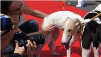 Puppy_Big_Daddy_Cool_Czech_Greyhound_Racing_Federation_DSC07951.JPG